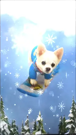 チワワがスノボードに挑戦🏂
