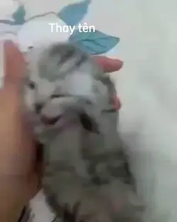 Meme mèo 
