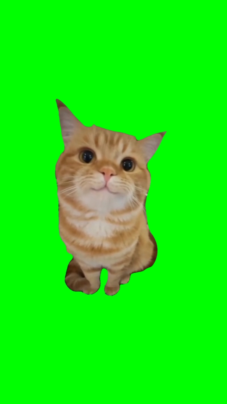 smiling cat meme