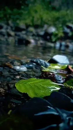 2 video clips