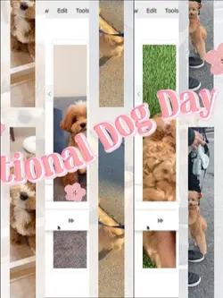 national dog day