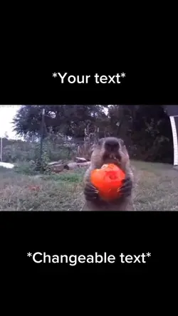 Squirrel meme