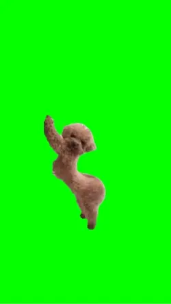 Dog dancing 