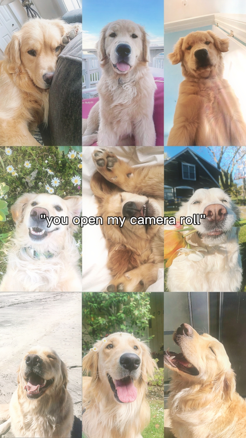 chien