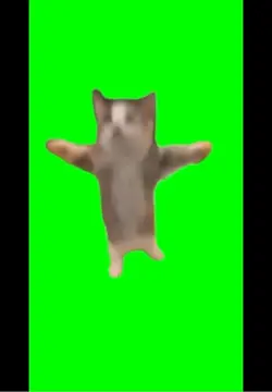 Kedi videosu