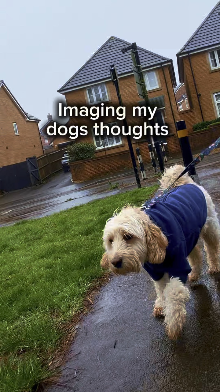Köpek şablonu 