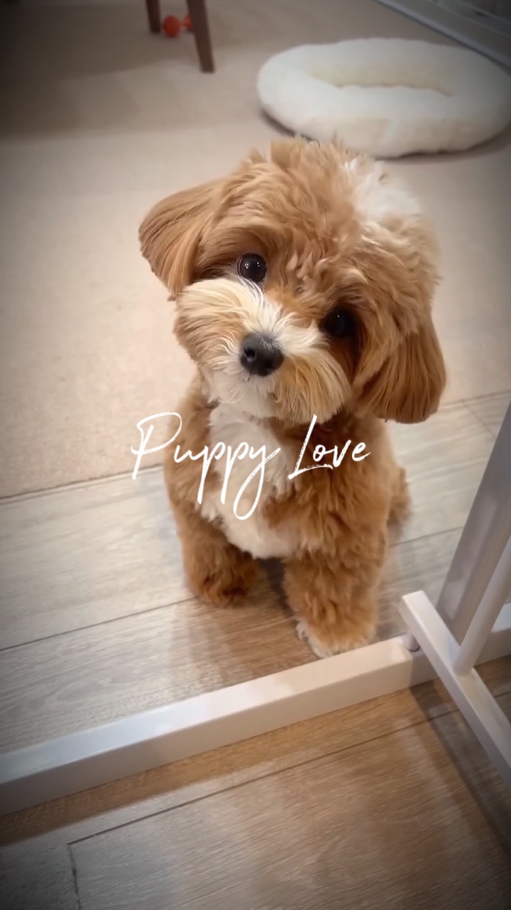 Ils l'appellent 🐶❤️