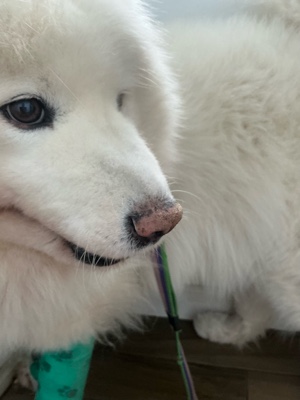 Perro