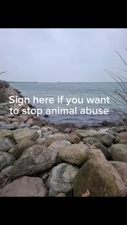 Stop animal abuse 