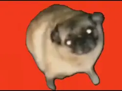 your text pug dog 
