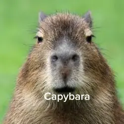Capybar