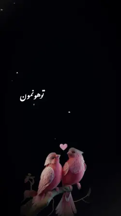 عمر مه فدات