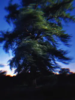 一张 | 抖音热门模板