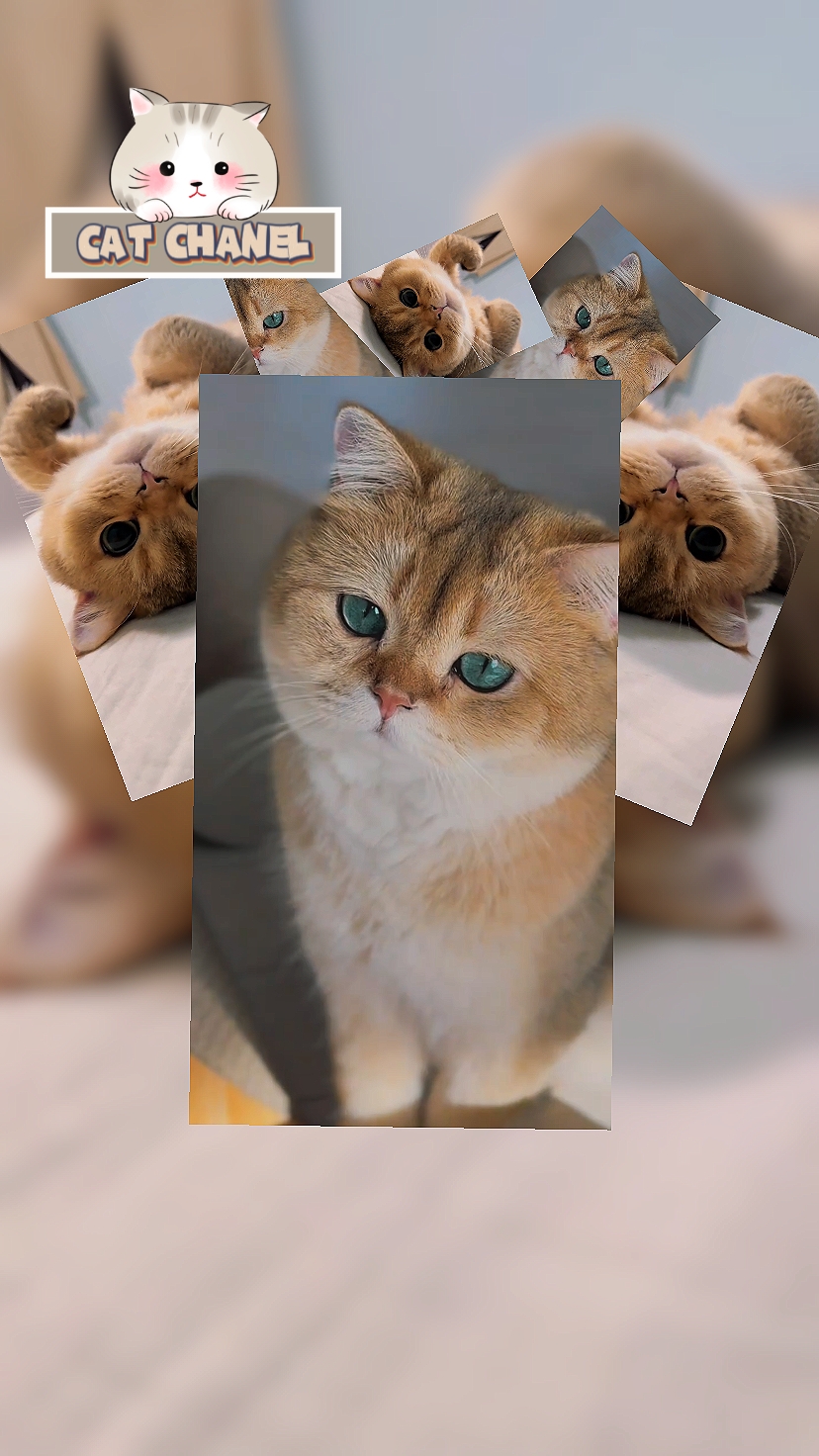 GATO FOFO 
