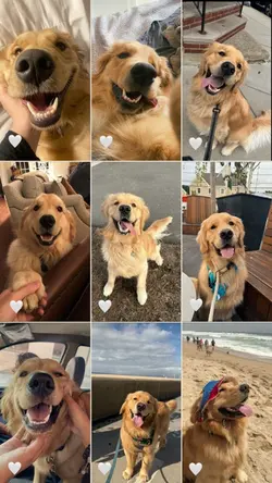 My pets 
