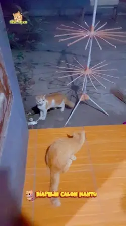 kucing oyen