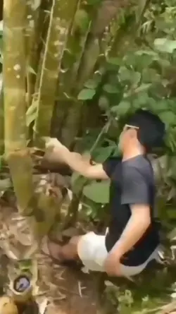 bamboo tree all in