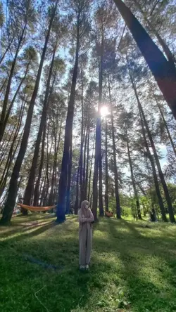 Healing dihutanpinus