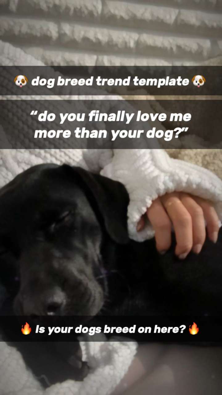 ¿Qué número es tu? 🐶 
