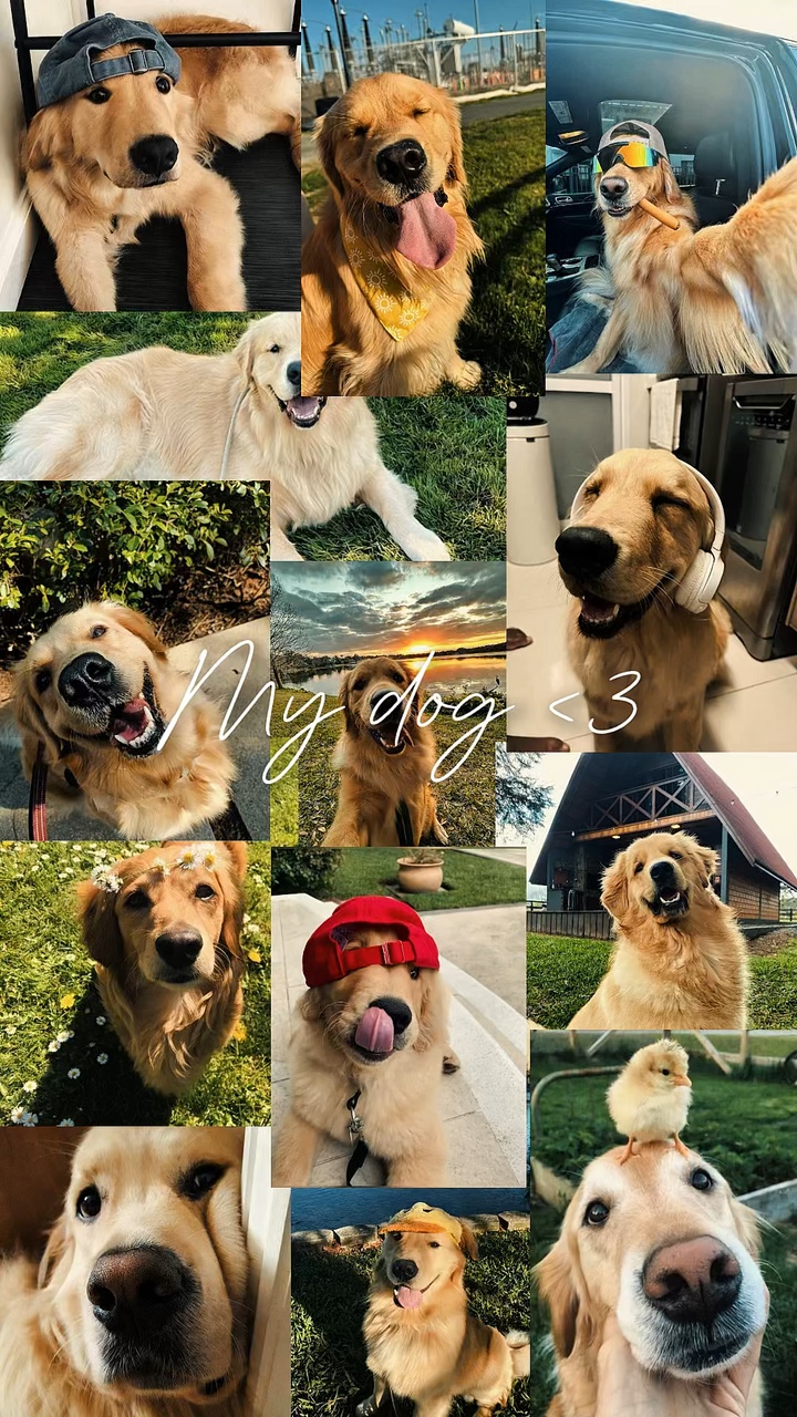 My dog