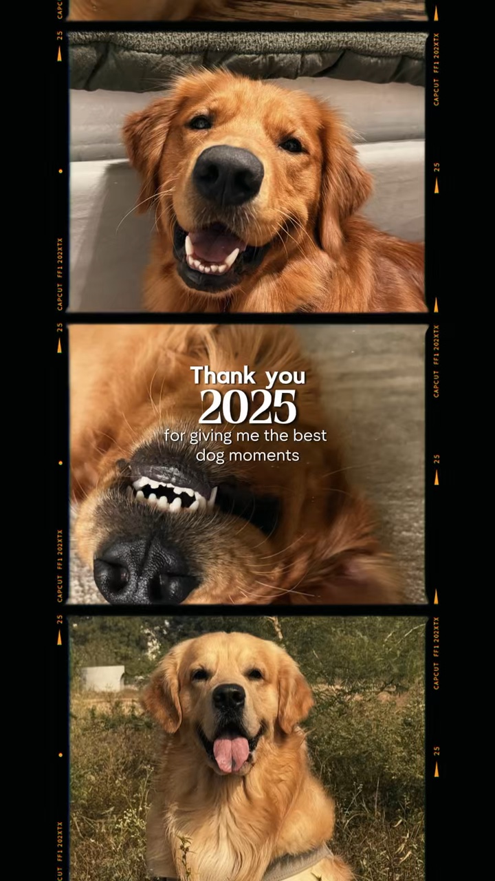 2025 Hundeerinnerungen
