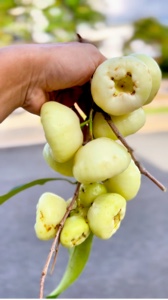 Fruta