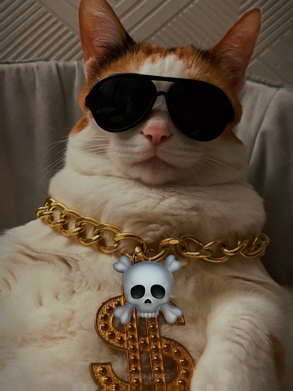 고양이 포스 트렌드 편집 