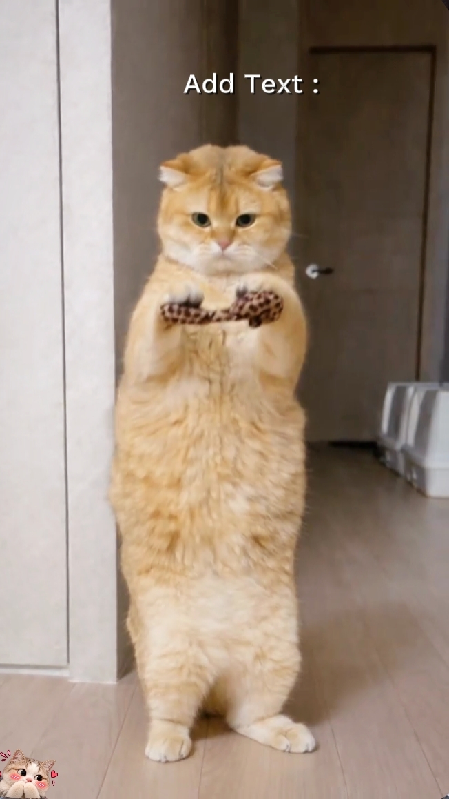 Funny Cat Trend 