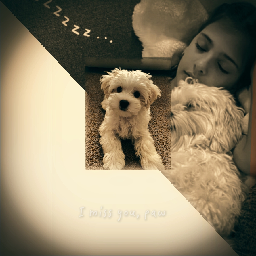 Te extraño, pata
