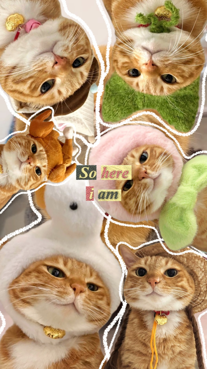 Meu gato fofo