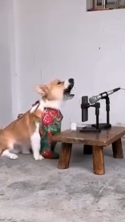 Dog tunes