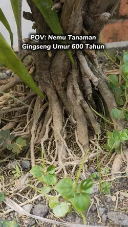 POV Nemu Gingseng