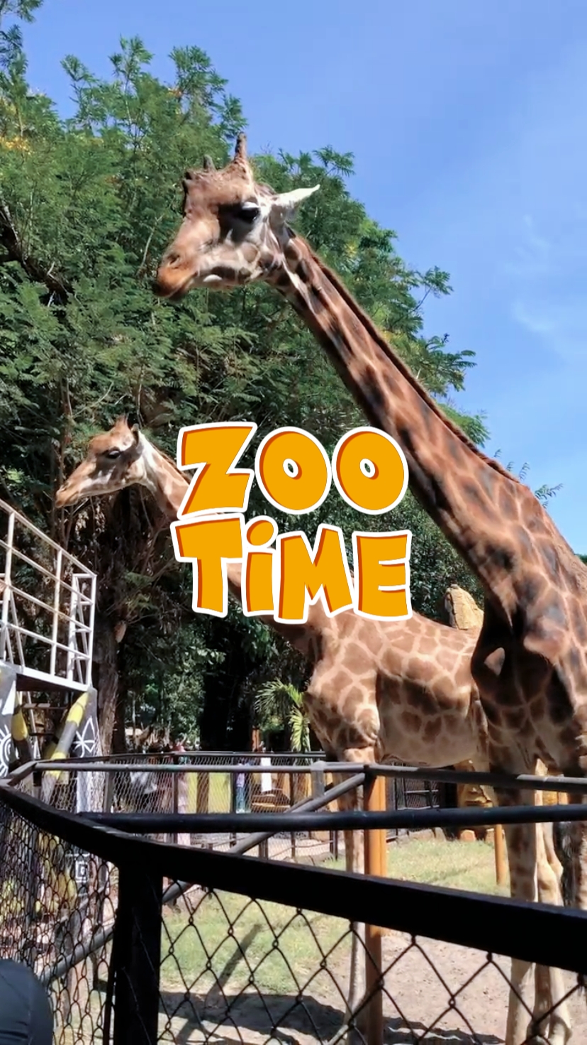 L'heure du zoo