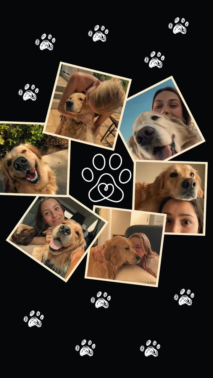 Collage de perros