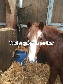 Poney chou