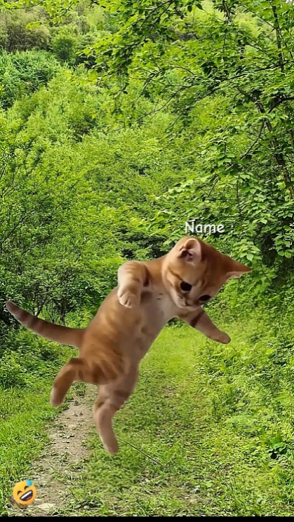 Lustige Katze.? 