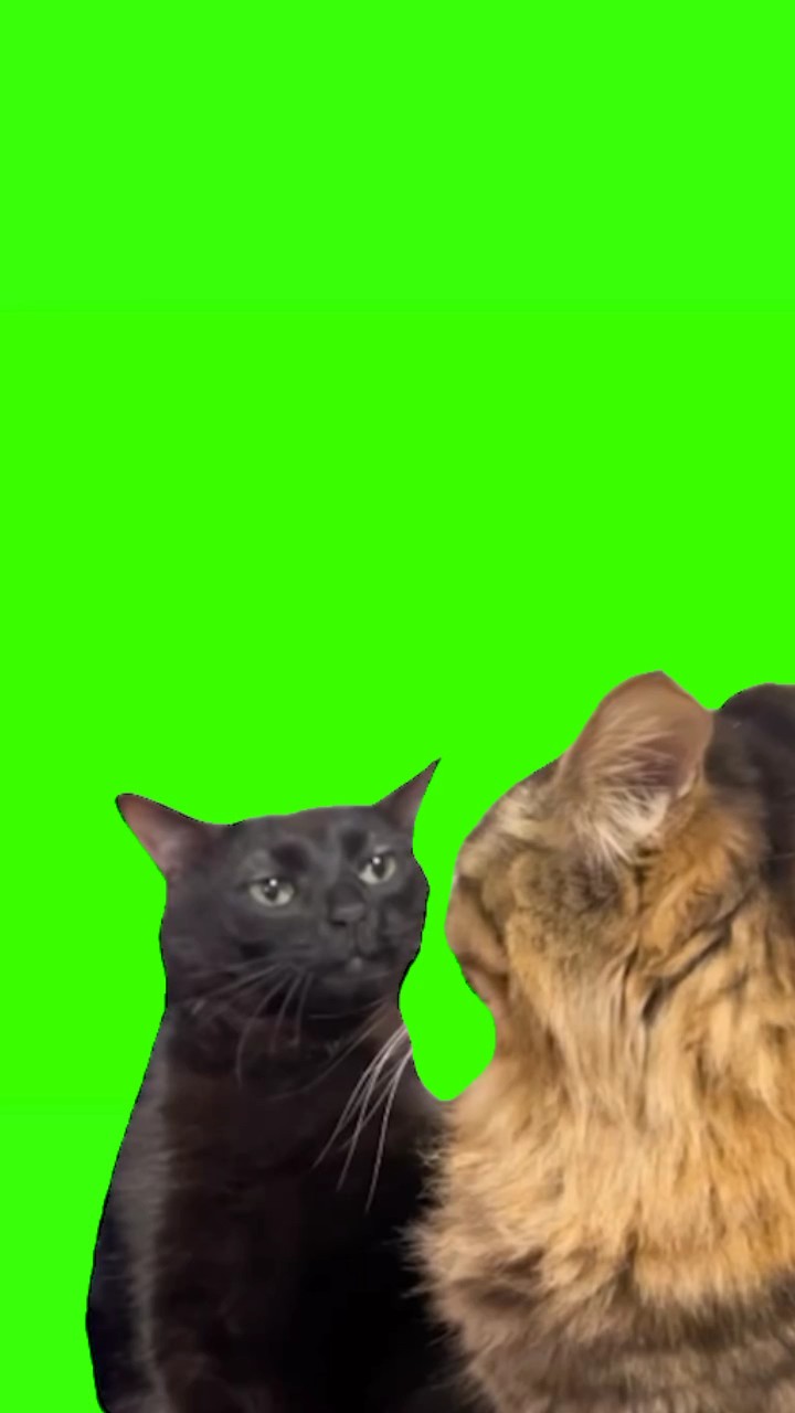 Meme cara de gato