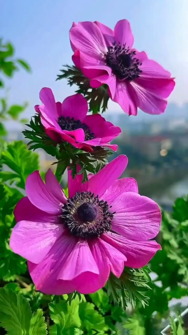 Meine Blumen