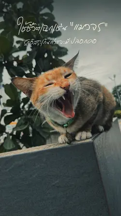 วิถีแมวจร