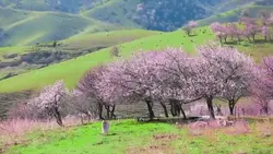 2 VIDEO + 7 FOTO