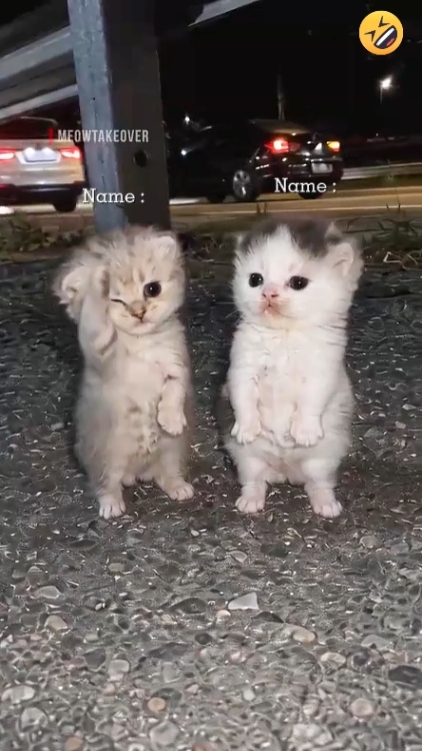 Dans Kedi Trendi