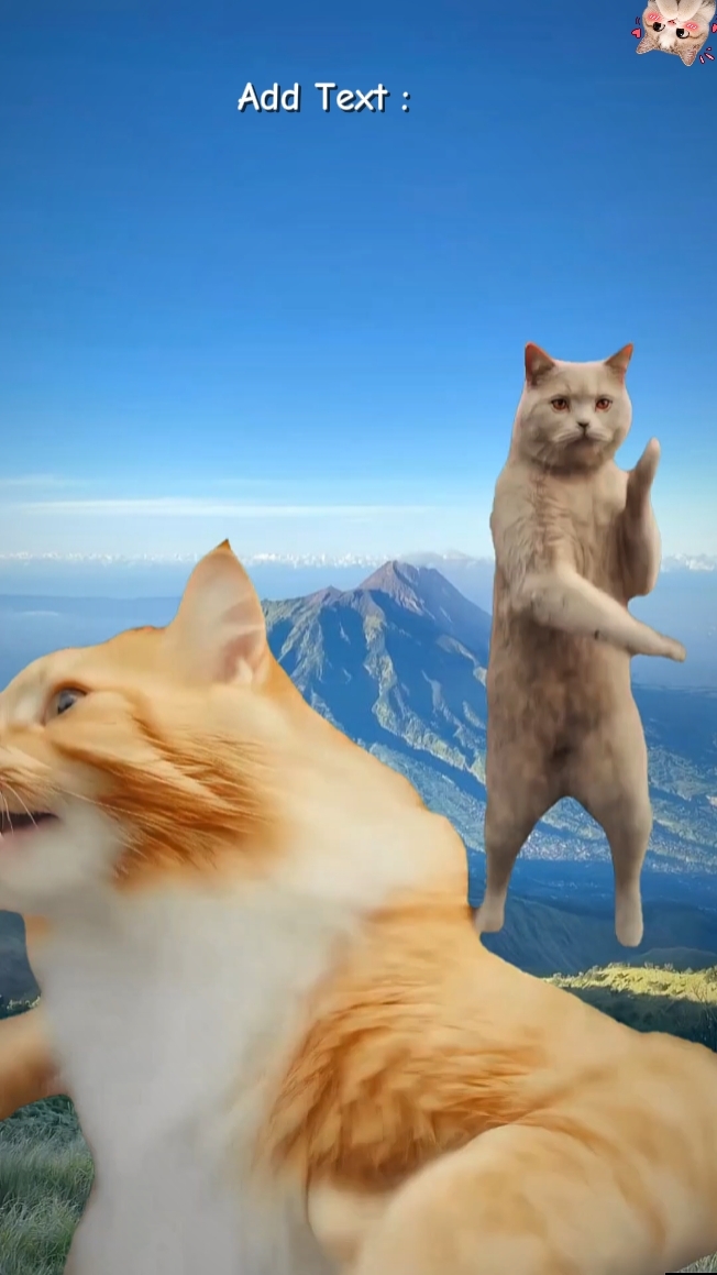 Cat Trend.