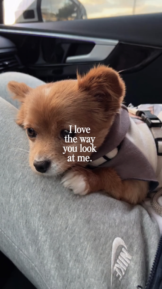 bébé chien
