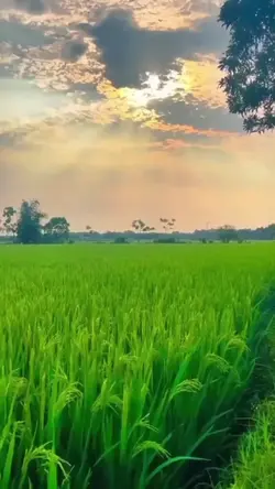 ทุ่งนาสวยๆ