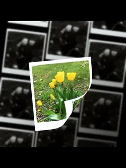 Beautiful Tulips 