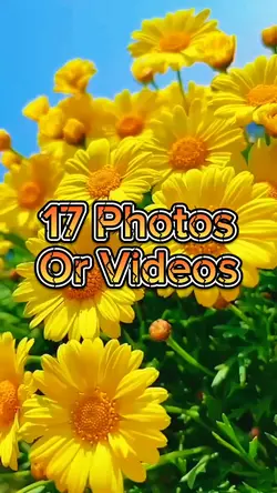 17 Video Slides