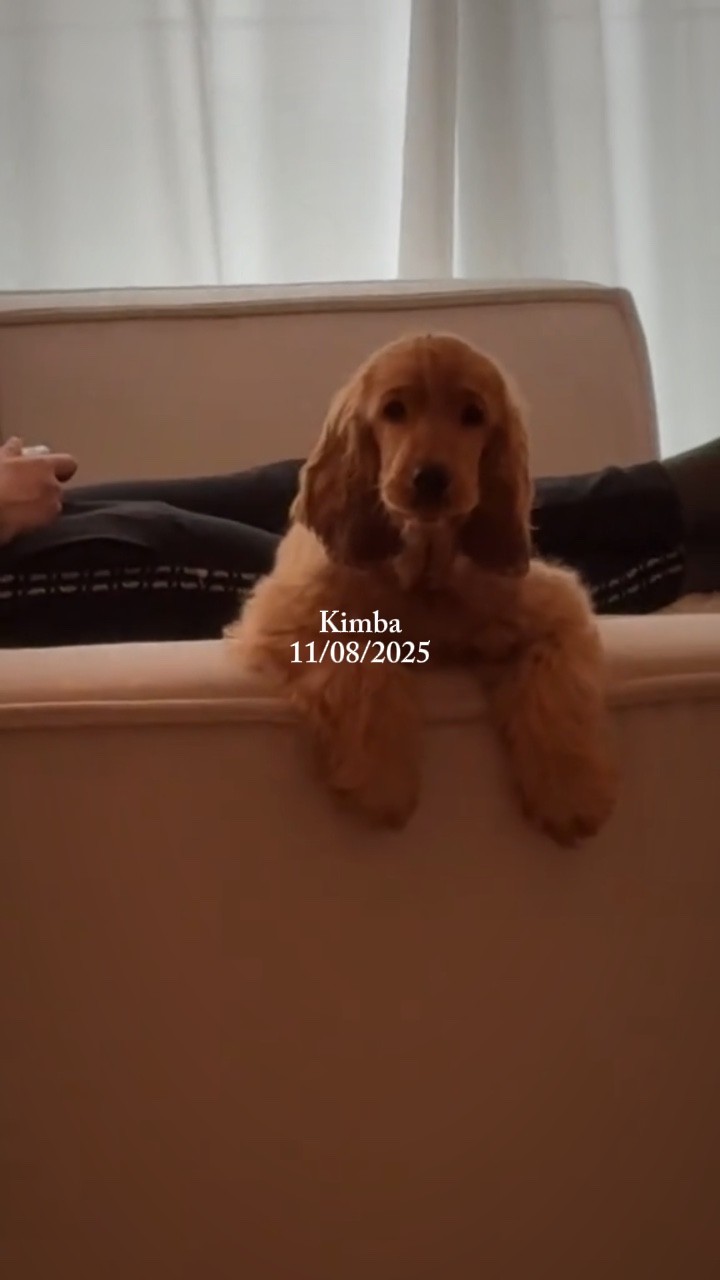 Date du chien x