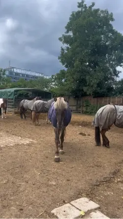 Horses 🥰