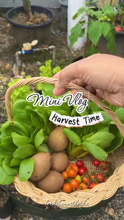 Harvest Vlog