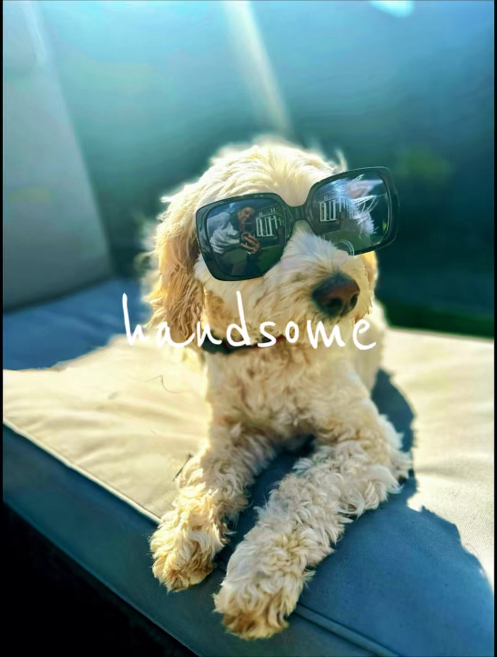Dog template 